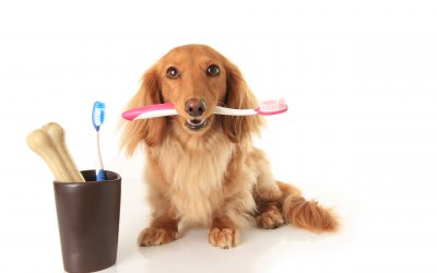 Pet Dental Health Month is coming. Help them keep their bite!