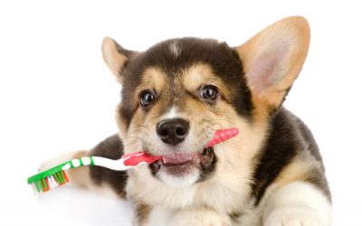 4 Steps to Sparkling Dog (or Cat!) Teeth