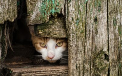 Winter weather & feral cats – now what?