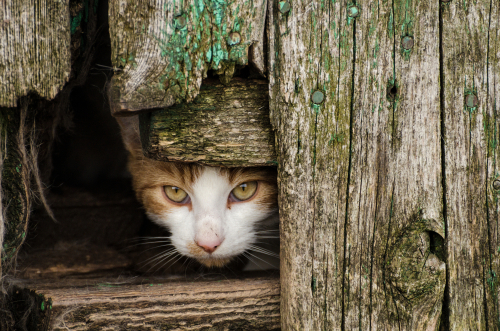 Feral cat peeks from hiding